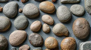 The Bean’s Lullaby: The Soothing Rhythms of a Bean Patch