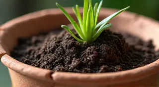 The Bean's Alchemy: Transforming Soil and Spirit